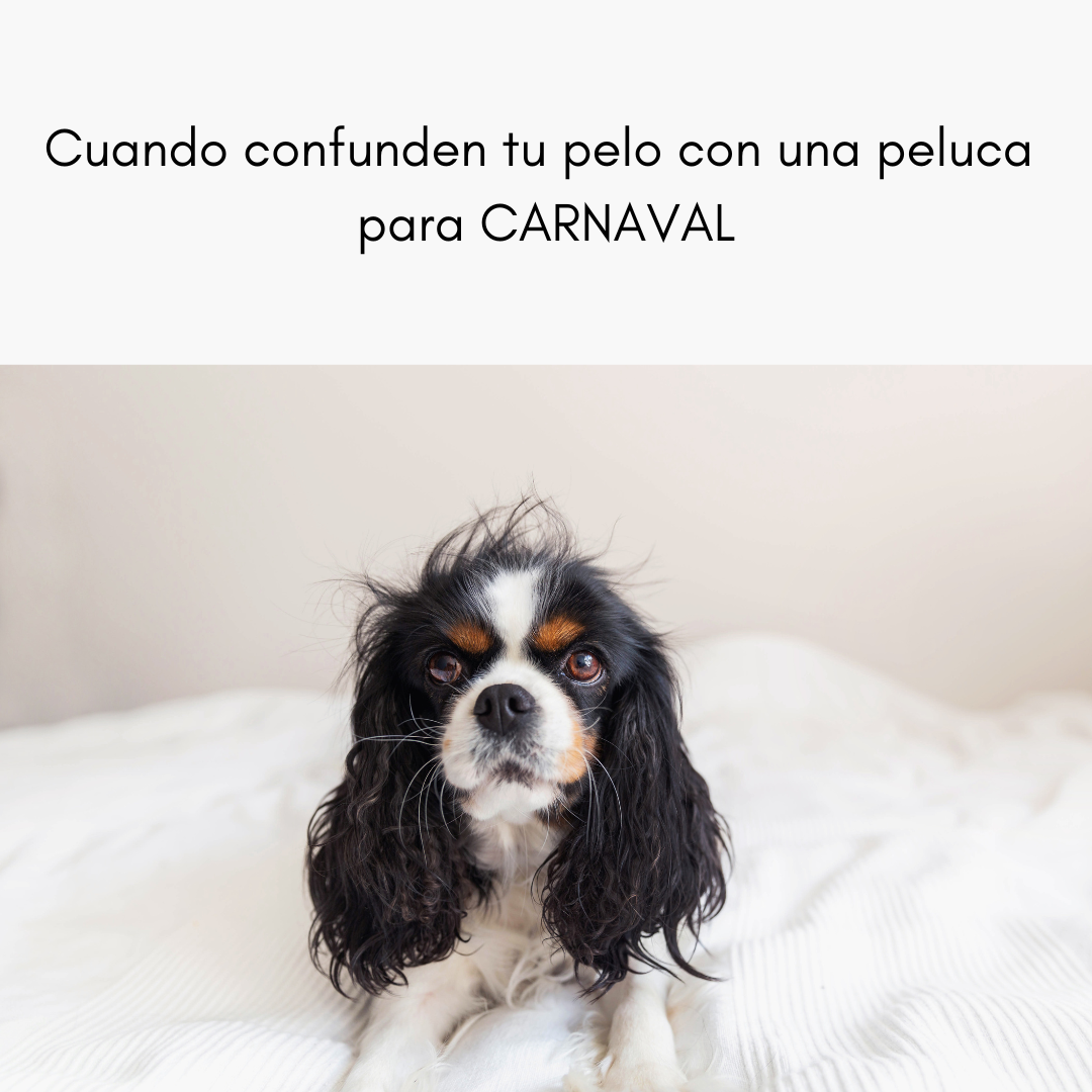 ¡Caos Capilar 2024: Cuando tu Pelo Parece Listo para el Carnaval!