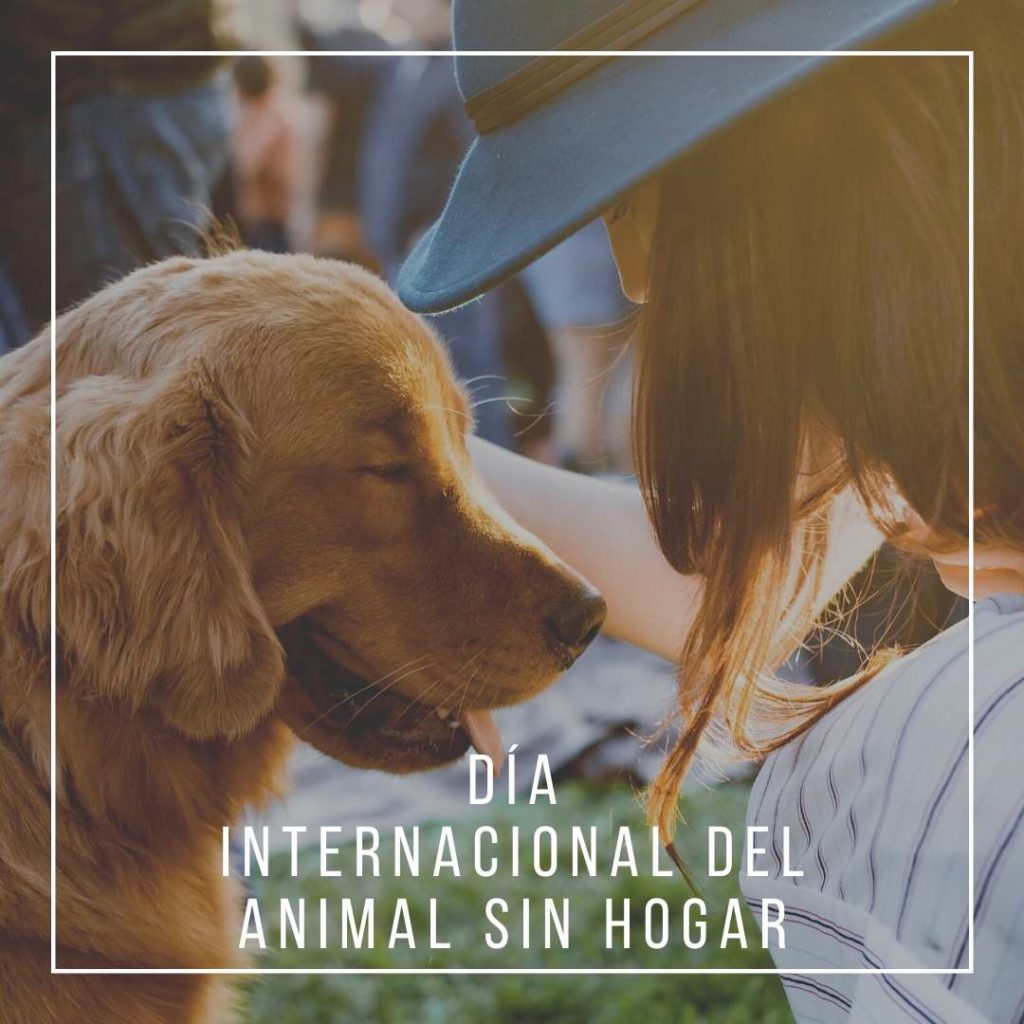 animal_sin_hogar